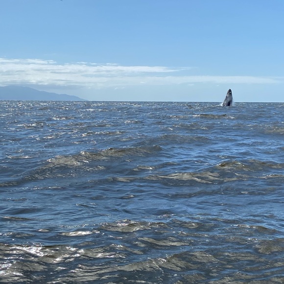 Profile Picture of Ned Brockenbrough (@nedbroiii) on Poshmark