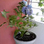 Profile Picture of Mary Jo Santos (@maryjofs) on Flickr