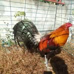 Profile Picture of Christoph Naluis (@Christoph-Naluis) on Facebook