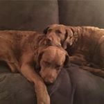 Profile Picture of Laura Swenson (@swenson3363) on Instagram