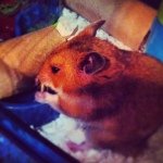 Profile Picture of Louis Rutledge-Clarke (@louie.dah.hamster) on Instagram