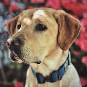 Profile Picture of Vincent Viola (@vincentviola5950) on Youtube