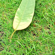 Profile Picture of PAMELA Wong (@pamelawong7187) on Youtube