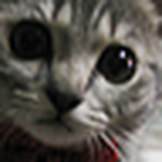 Profile Picture of Alex Au (@alex_au) on Flickr