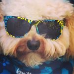 Profile Picture of Little Rob Thomas (@littlerobthomasthecockapoo) on Instagram