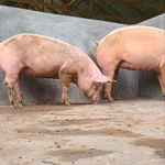 Profile Picture of Meshack Jackson (@prime_pork_farms) on Instagram