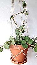 Profile Picture of Peperomia boiviniion Wikipedia