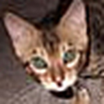 Profile Picture of Alex Landsman (@alxlan) on Flickr