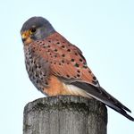 Profile Picture of brian keith ward (@countrysiderambler) on Instagram