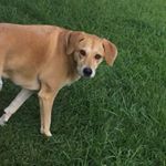 Profile Picture of Miley🐾💞 (@miley__joe) on Instagram