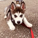 Profile Picture of Shawn Barnett (@k9_kid) on Instagram