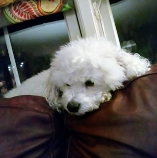 Profile Picture of Joseph Saraceni (@joseph.saraceni.33) on Facebook