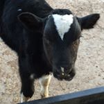 Profile Picture of James Wickert (@calf_guy) on Instagram