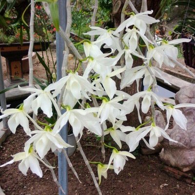 Profile Picture of Chu Quoc Huu (@ChuQuocHuu1) on Twitter