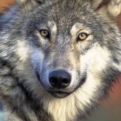 Profile Picture of Jeffrey Geary (@JeffreyGeary7) on Twitter