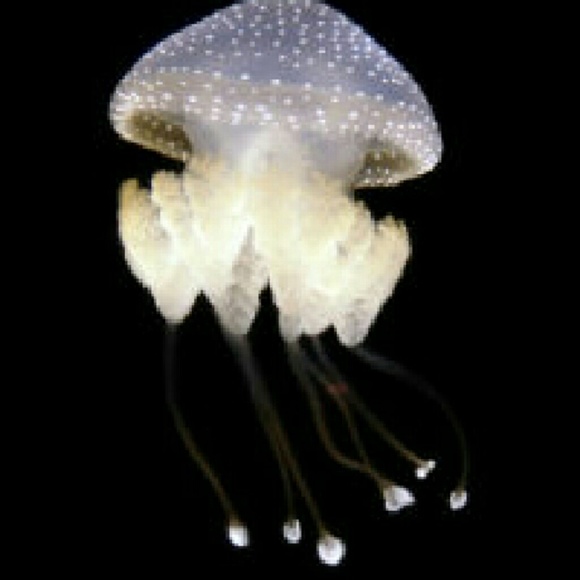 Profile Picture of Jess Jarvis (@queenjarv) on Poshmark