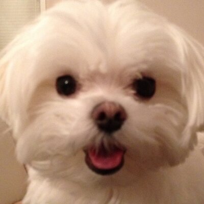 Profile Picture of Ian Ko (@ianko0_0) on Twitter