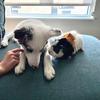 Profile Picture of Kahlo & Howie (@hazelgoodies) on Tiktok