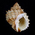 Profile Picture of Bivetiella pulchraon Wikipedia