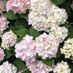 Profile Picture of Caryla Brown Clement (@carylaclement) on Instagram