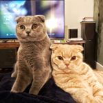 Profile Picture of Oliver And Gibbs (@oliver_n_gibbs) on Instagram
