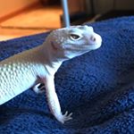 Profile Picture of Scott Everhart (@scootexotics) on Instagram
