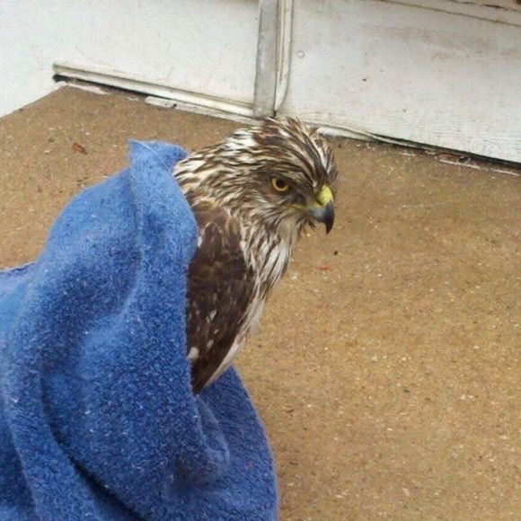 Profile Picture of Lyz Cullmann (@lyzrockgirl) on Poshmark