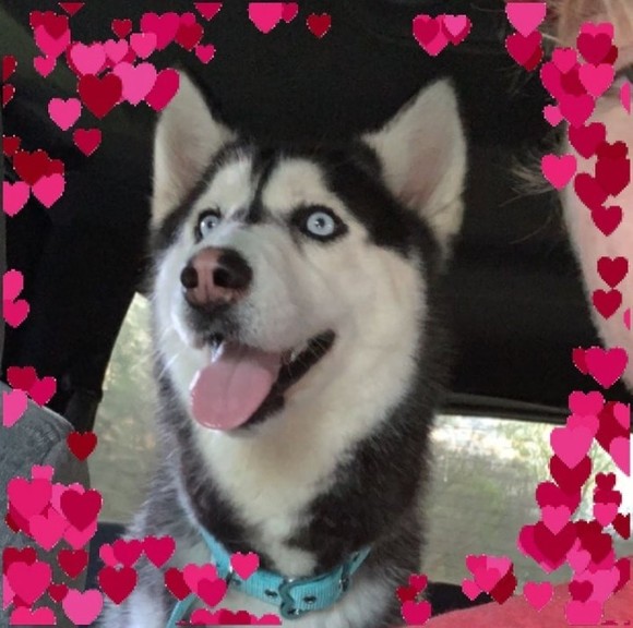 Profile Picture of Donna Starrett (@donnastarrett) on Poshmark