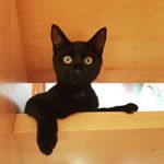 Profile Picture of Peter.Wittenberg (@blxckpeter.cat) on Instagram