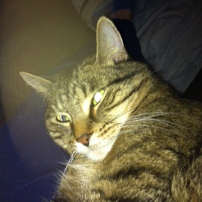 Profile Picture of Dawn M. Braatz (@d2braatz) on Twitter