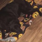 Wayne Ballard - Instagram Profile Picture of Wayne Ballard (@nlsballa) on Instagram