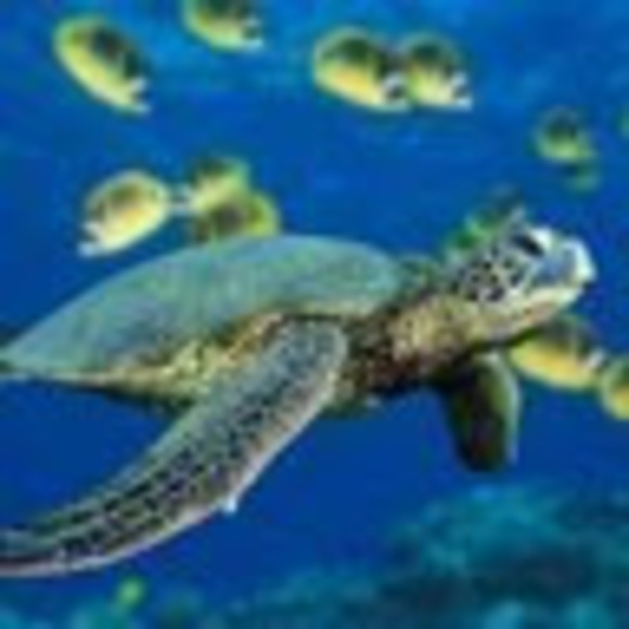 Profile Picture of Cheryl Causey (@cherylcausey) on Poshmark