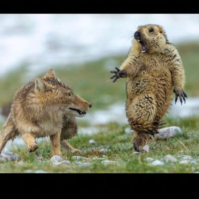 Profile Picture of Adam Rideau (@RideauAdam) on Twitter