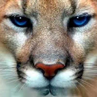 Profile Picture of CVMS Cougar (@CajonValleyMS) on Twitter