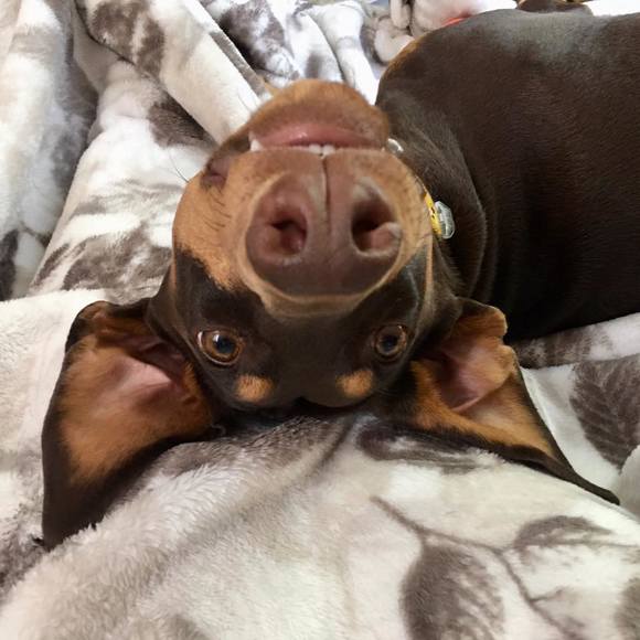 Profile Picture of Ginger Gasparek (@ginger_g78) on Poshmark