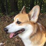 Profile Picture of Paxton Jones (@quincydogjones) on Instagram