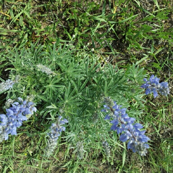 Profile Picture of Patricia Logsdon (@pml2016) on Poshmark