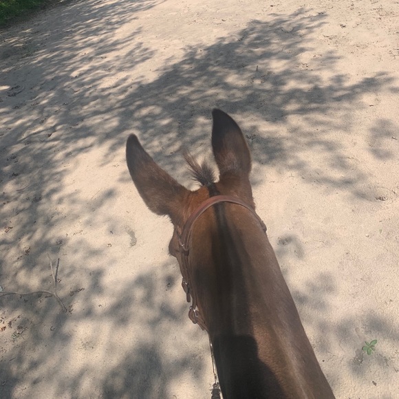 Profile Picture of Dana Schoenmann (@schoendm) on Poshmark