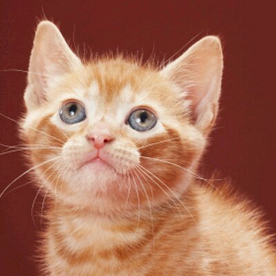 Profile Picture of Paul Scragg (@Paulscragg41) on Twitter