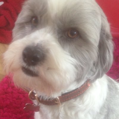 Profile Picture of Dom Riding (@ColinOrmrod) on Twitter