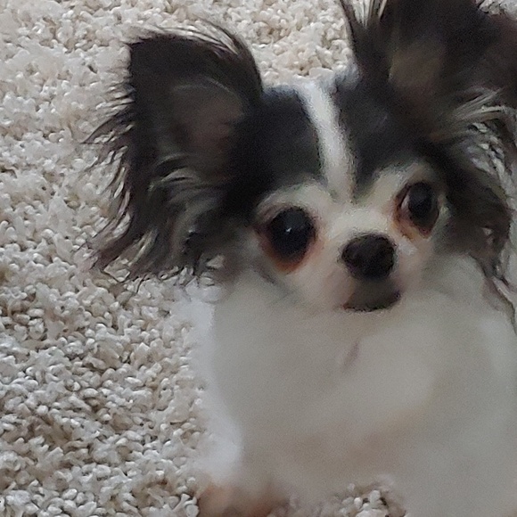 Profile Picture of Tina Shofstall (@tinamarie1340) on Poshmark