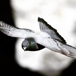 Profile Picture of Alberta De Piccionis (@alberta.la.picciona.libera) on Instagram