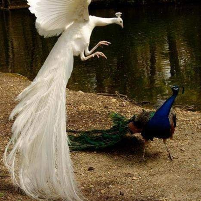 Profile Picture of Yousif Saeed (@yousifsaeed12) on Twitter