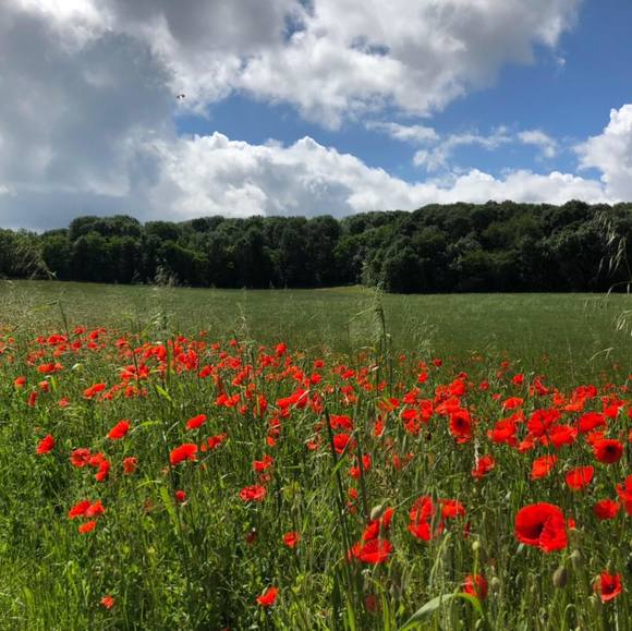 Profile Picture of Elke Boersch (@eboersch) on Poshmark