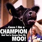 Profile Picture of Blake Long   show angus cattle (@_blake_long_01) on Instagram