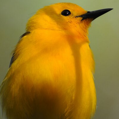 Mark Musselman - Twitter Profile Picture of Mark Musselman (@TheSwampThing) on Twitter