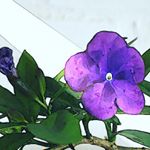 Profile Picture of Florentin Popescu (@dr.florentin.popescu) on Instagram