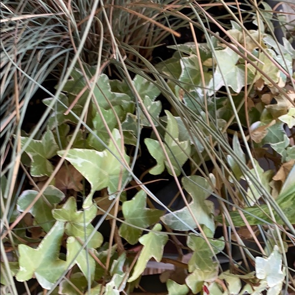 Profile Picture of Daniel Marquardt (@danbandito) on Poshmark