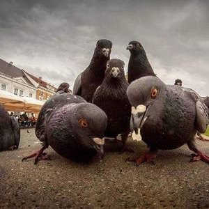 Profile Picture of Mark Ming (@MarkMing4) on Twitter