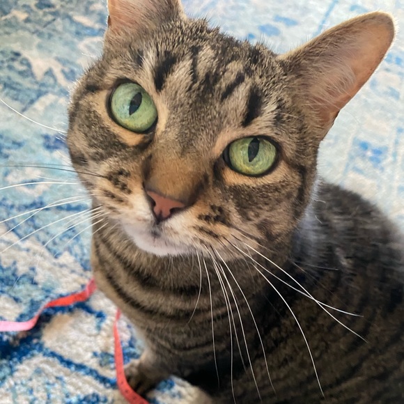 Profile Picture of ✨alyssa✨ Jaffarian (@lyssmonster) on Poshmark